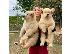 PoulaTo: Εγγεγραμμένα κουτάβια Golden Retriever