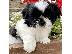 PoulaTo: Shih Tzu κουτάβια