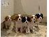 PoulaTo: Πανέμορφο κορίτσι Cavalier King Charles
