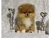 PoulaTo: Pomeranians Boo κουτάβια