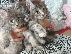 PoulaTo: Εξωτικά γατάκια Maine Coon Kittens.