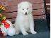 PoulaTo: Πώληση κουτάβια Samoyed.