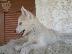 PoulaTo: Siberian Husky Original Colour for sale!