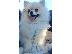 PoulaTo: POMERANIAN Mini Θηλυκό