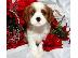 PoulaTo: Ο Cavalier King Charles ΠΑΝΩ ΤΩΡΑ ΕΔΩ ...........