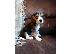 PoulaTo: Διαθέσιμα κουτάβια Beagle