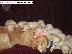PoulaTo: GOLDEN RETRIVER