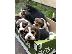 PoulaTo: Όμορφη Pigs Beagle Pups τόσο σαφής