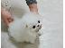 PoulaTo: Σπιτς μινι / pomeranian mini