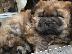 PoulaTo: Πολύ παιχνιδιάρικο Chow Chow Pups προς πώληση