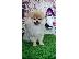 PoulaTo: Pomeranian Spitz κουτάβι