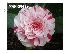 PoulaTo: 10 Σποροι Camellia Japonica Winter Rose