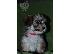 PoulaTo: Havanese bichon κουτάβια