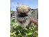 PoulaTo: Pomeranian Spitz