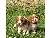 PoulaTo: Cavalier βασιλιάς Charles Spaniel Pups