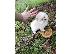 PoulaTo: όμορφα Pomeranian Puppies προς πώληση