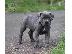 PoulaTo: Πώληση κουτάβια Cane Corso,