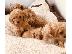 PoulaTo: Cavapoo Red