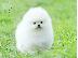 PoulaTo: Πολύτιμα κουτάβια Pomeranian
