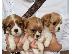 PoulaTo: Cavalier King Charles Spaniel Puppies