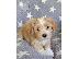 PoulaTo: Havanese Bichon κουτάβια
