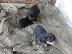 PoulaTo: Rottweiler καθαροαιμα 6979314054 ΡΟΔΟΣ