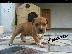 PoulaTo: American staffordshire terrier απο τα καλυτερα αιματα 6979314054