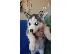PoulaTo: Siberian Husky Original Colour for sale!