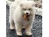 PoulaTo: Samoyed κουτάβια προς πώληση