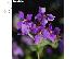 PoulaTo: 35 Σποροι Orychophragmus Violaceus