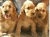 PoulaTo: Cocker Spaniel καθαρόαιμα επιλογής