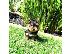 PoulaTo: Yorkshire Terrier Mini