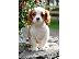 PoulaTo: Φανταστικά κουτάβια Cavalier King Charles