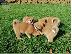 PoulaTo: Akita puppy for sale