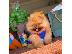 PoulaTo: POMERANIAN