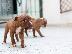 PoulaTo: American pitbull terrier red nose καθαρόαιμα κουτάβια