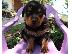 PoulaTo: Έχουμε το πιο εκπληκτικό Rottweiler
