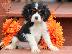 PoulaTo: Καλαίσθητο κουτάβι Cavalier King Charles,