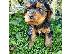 PoulaTo: Μικρο Yorkie