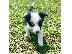 PoulaTo: κουτάβια Border Collie