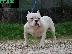 PoulaTo: American Bully me "IQ"