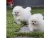 PoulaTo: Δύο κουτάβια Pomeranian