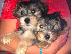 PoulaTo: κουτάβια Teacup Yorkie