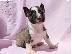 PoulaTo: Κουτάβια Mini Bull Terrier
