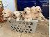 PoulaTo: Κουτάβι English Golden Retrievers προς πώληση