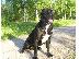 PoulaTo: Cane Corso καθαροαιμα 6979314054 ΑΘΗΝΑ-ΘΕΣΣΑΛΟΝΙΚΗ- ΚΡΗΤΗ 6979314054...