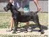 PoulaTo: Cane Corso προς πώληση