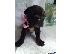 PoulaTo: Καθαρόαιμο κουτάβι cane corso