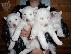 PoulaTo: Siberian Husky blue eyes