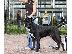 PoulaTo: Cane Corso καθαροαιμα 6979314054 ΑΘΗΝΑ-ΘΕΣΣΑΛΟΝΙΚΗ- ΚΡΗΤΗ
